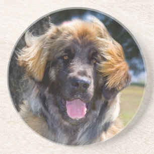 Posavasos De Arenisca EE. UU., California. Retrato de Leonberger sentado