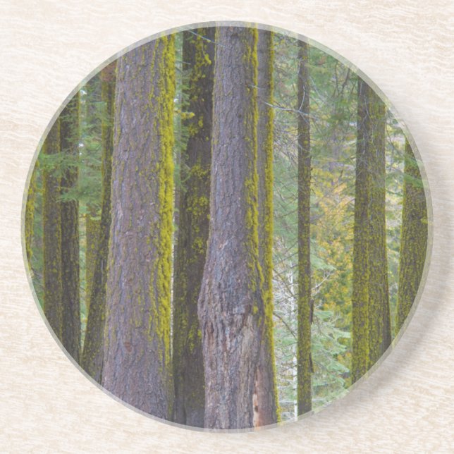 Posavasos De Arenisca EE.UU., California. Troncos de árbol cubiertos por (Frente)