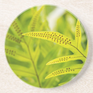 Posavasos De Arenisca EE. UU., Hawái, Isla Grande. Helecho verde tropica