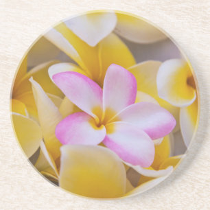 Posavasos De Arenisca EE. UU., Hawái, Oahu, Flores de plumeria en flor 1