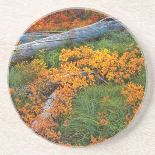 Posavasos De Arenisca EE. UU., Oregón, Bosque Nacional Willamette
