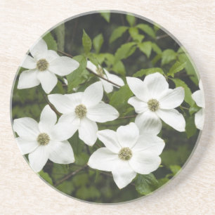 Posavasos De Arenisca EE. UU., Washington, Cornejo del Pacífico, Cornus