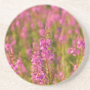 Posavasos De Arenisca EE. UU., Washington, Seattle, Discovery Park 3