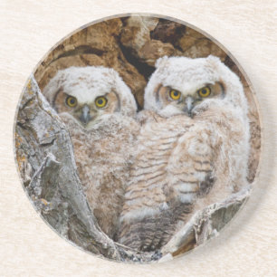 Posavasos De Arenisca EE.UU., Wyoming, Parque Nacional del Gran Tetón