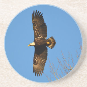 Posavasos De Arenisca El águila calva crece en los árboles
