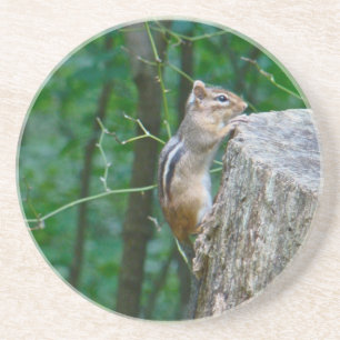 Posavasos De Arenisca El Chipmunk del Este en Stump