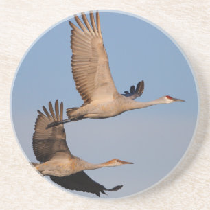 Posavasos De Arenisca el sandhill cranes en vuelo