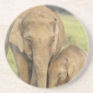Posavasos De Arenisca Elefante indio / asiático y cría, Corbett