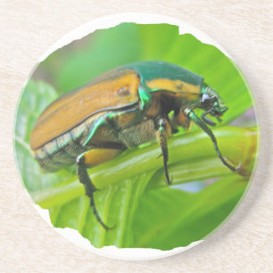 Posavasos De Arenisca Escarabajo de junio verde