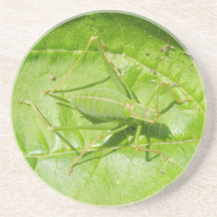 Posavasos De Arenisca Estadios de camuflaje de críquet verde