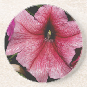 Posavasos De Arenisca Explosión floral