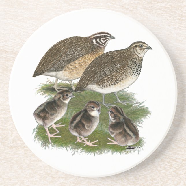 Posavasos De Arenisca Familia Coturnix Quail (Frente)
