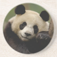 Familia del panda gigante (Ailuropoda melanoleuca)