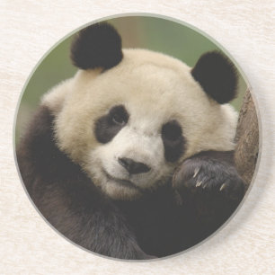 Posavasos De Arenisca Familia del panda gigante (Ailuropoda melanoleuca)