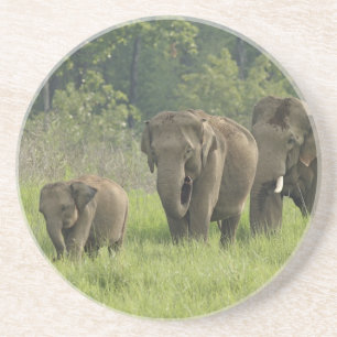 Posavasos De Arenisca Familia elefante india