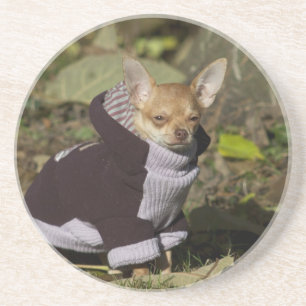 Posavasos De Arenisca Fancy Chihuahua
