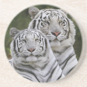 Posavasos De Arenisca Fase blanca, Tigre de Bengala, Tigris