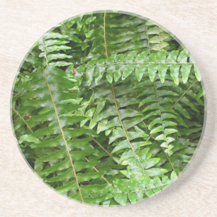 Posavasos De Arenisca Fern Fronds I Green Nature