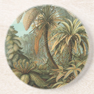 Posavasos De Arenisca Ferns Palm Tree Antique Botanica Ferns Art