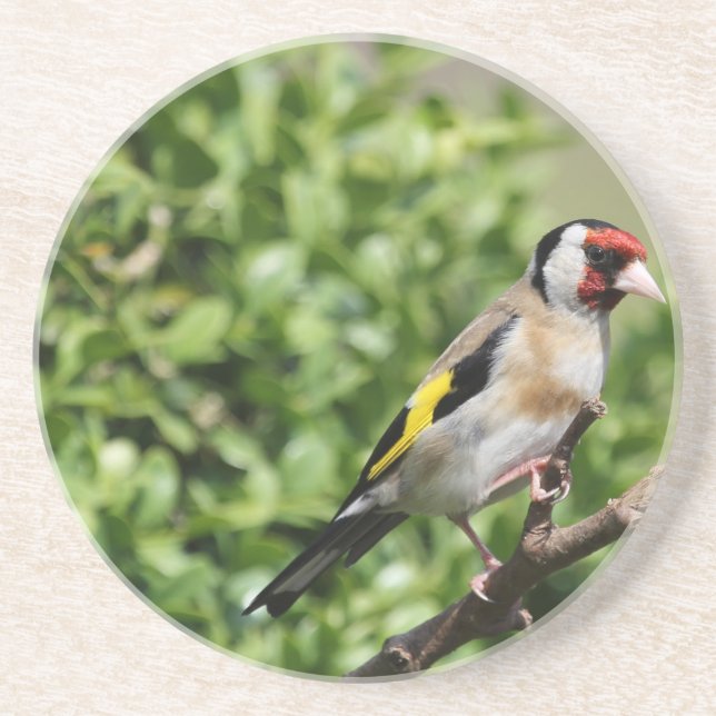 Posavasos De Arenisca FInch (Frente)