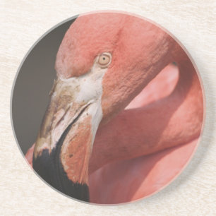 Posavasos De Arenisca Flamenco chileno, Phoenicopterus chilensis