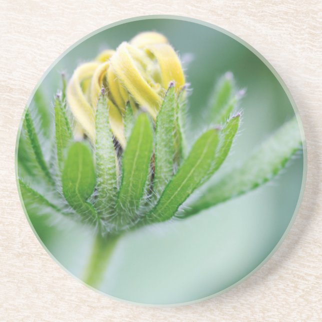 Posavasos De Arenisca Flor de Cono en Flor (Frente)