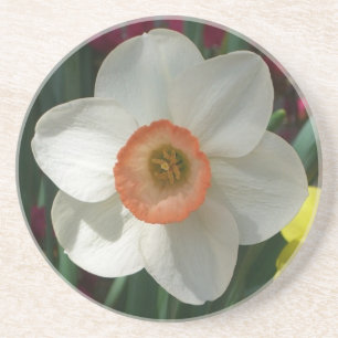 Posavasos De Arenisca Flor de primavera rosada de Daffodil