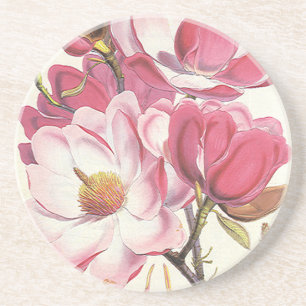 Posavasos De Arenisca Flor del árbol de la magnolia del vintage, flores