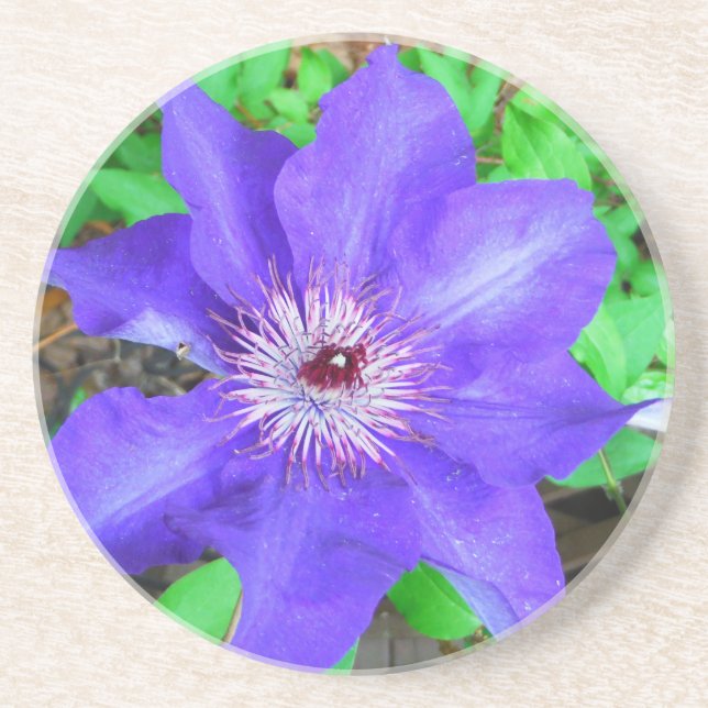 Posavasos De Arenisca Flor morada de clematis (Frente)