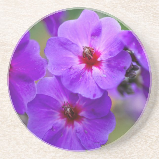 Posavasos De Arenisca Flor púrpura (Frente)