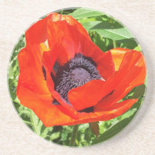 Posavasos De Arenisca Flor roja en la plena floración