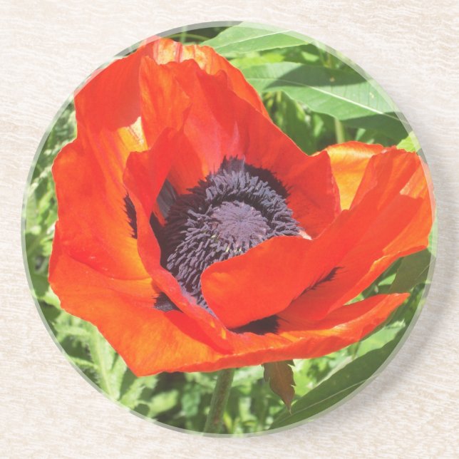 Posavasos De Arenisca Flor roja en la plena floración (Frente)