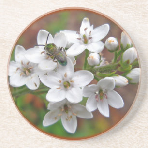 Posavasos De Arenisca Flor silvestre blanca y mosca de abeja