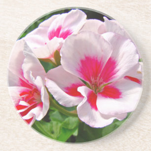 Posavasos De Arenisca Floral de geranio rosa y rojo