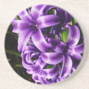 Posavasos De Arenisca Floral de primavera azul Hyacinin II