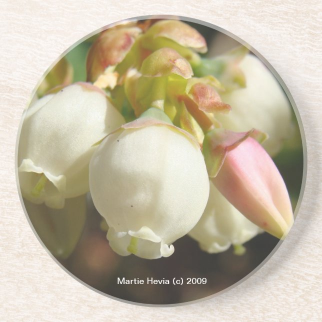 Posavasos De Arenisca Flores de arándano - escayola (Frente)