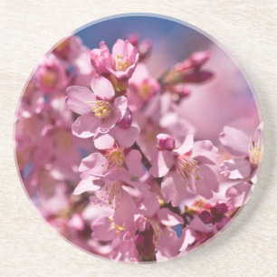 Posavasos De Arenisca Flores de Cerezo Sakura Besadas por la Luz del Sol