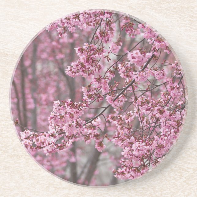 Posavasos De Arenisca Flores de cerezo Sakura rosadas flotando (Frente)