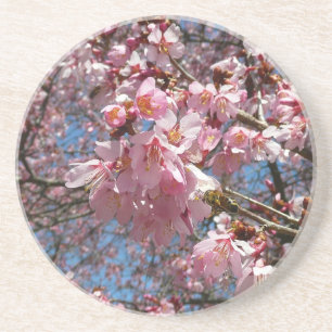 Posavasos De Arenisca Flores de cerezo y de primavera rosada de abeja