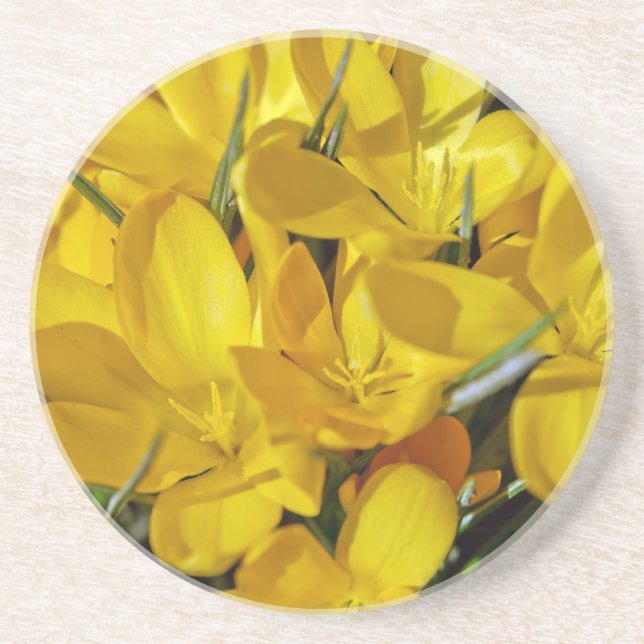 Posavasos De Arenisca Flores de crocus amarillos (Frente)