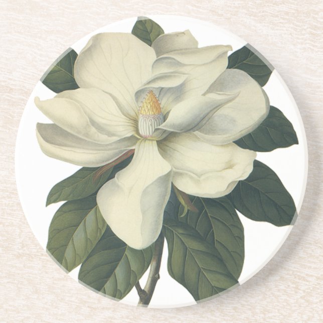Posavasos De Arenisca Flores de flor de Magnolia blanca floreciente (Frente)