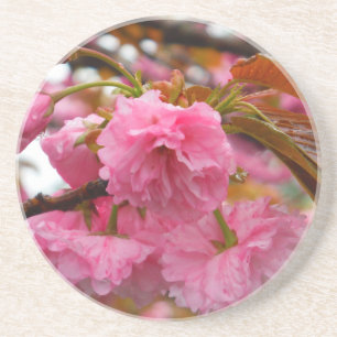 Posavasos De Arenisca Flores de flores de cerezo rosado caliente