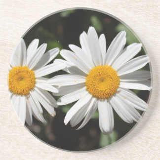 Posavasos De Arenisca flores de margarita blancas puras y bonitas