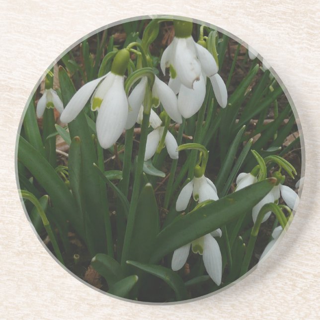 Posavasos De Arenisca Flores de Primavera Blanca (Galanthus) (Frente)