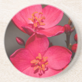 Posavasos De Arenisca Flores rojas y rosadas tropicales de Fiji