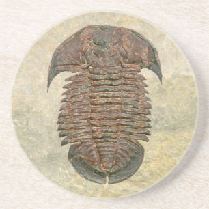 Posavasos De Arenisca Fósil Trilobite de Yuepingia