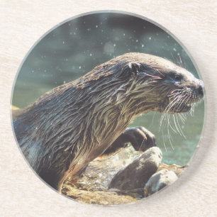 Posavasos De Arenisca Foto de vida silvestre de River Otter