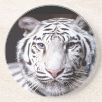 Fotografía blanca del tigre de Bengala