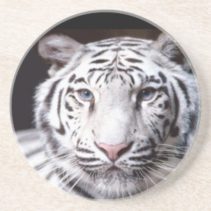 Posavasos De Arenisca Fotografía blanca del tigre de Bengala
