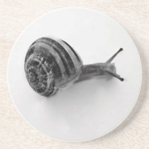 Posavasos De Arenisca Fotografía de caracol de jardín en la naturaleza